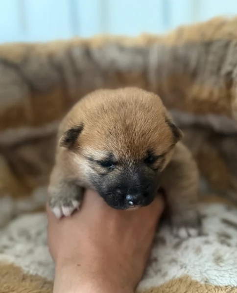 regalo cuccioli di Shiha Inu per adozione | Foto 4