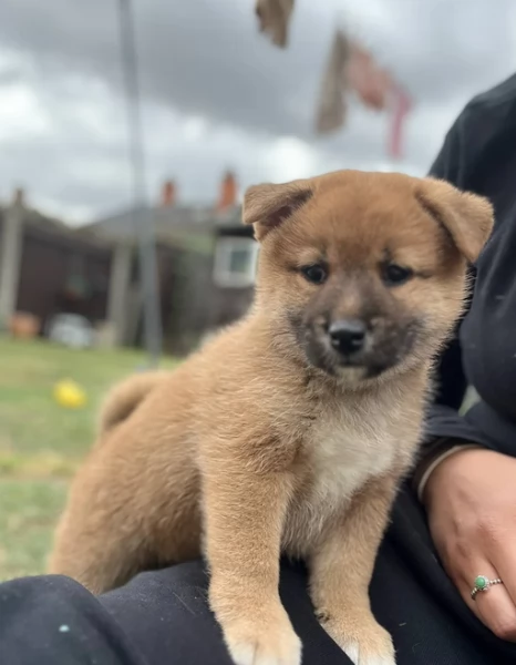 regalo cuccioli di Shiha Inu per adozione | Foto 2