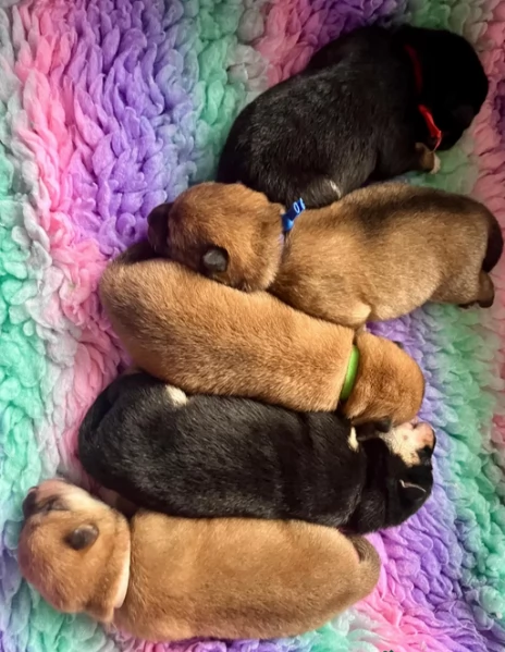 regalo cuccioli di Shiha Inu per adozione | Foto 3