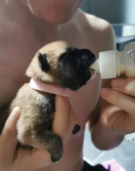 regalo cuccioli di Shiha Inu per adozione | Foto 2