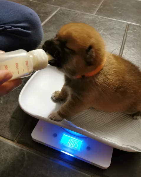 regalo cuccioli di Shiha Inu per adozione | Foto 1