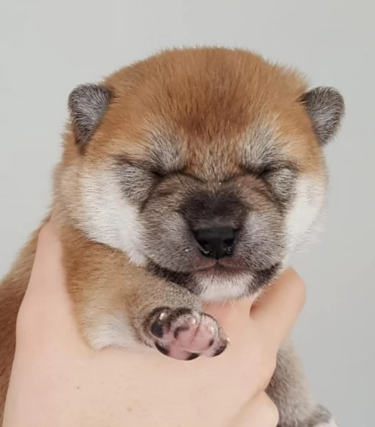 regalo cuccioli di Shiha Inu per adozione | Foto 6