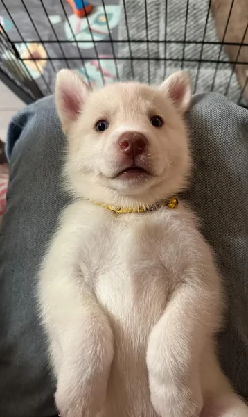 regalo per adozione siberian husky cuccioli,