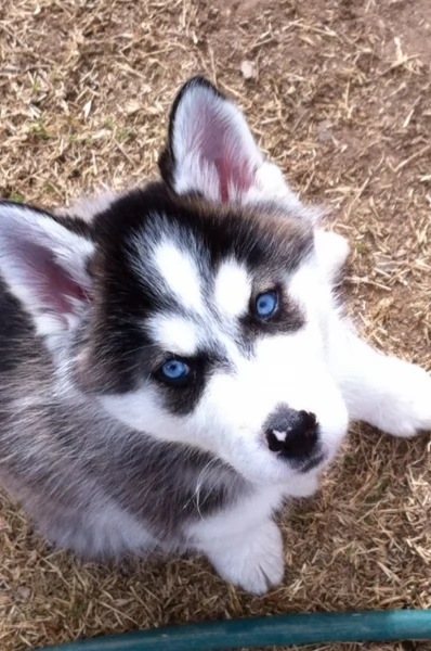 regalo per adozione siberian husky cuccioli | Foto 4