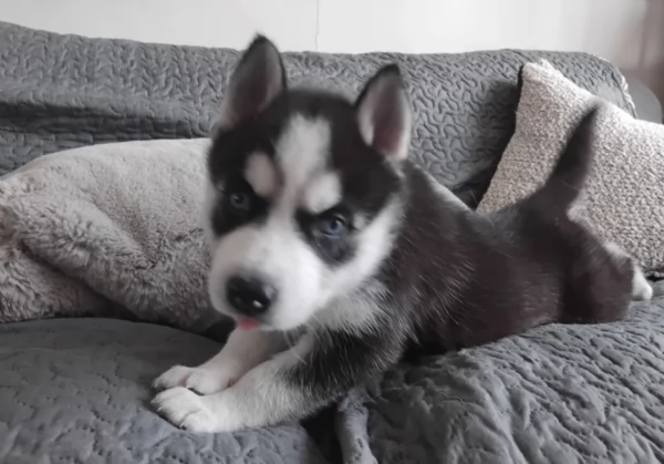 regalo per adozione siberian husky cuccioli