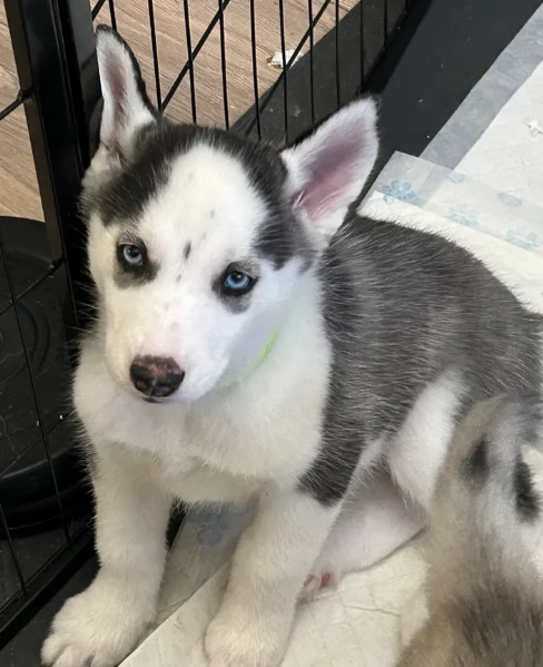 regalo per adozione siberian husky cuccioli