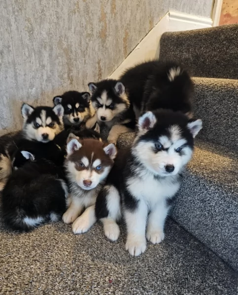regalo per adozione siberian husky cuccioli | Foto 1