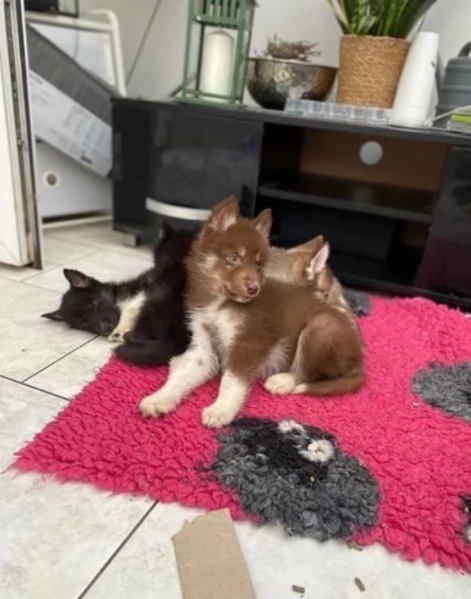 regalo per adozione siberian husky cuccioli | Foto 2