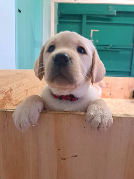 Cuccioli di labrador retriever con pedigree | Foto 6