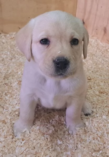 Cuccioli di labrador retriever con pedigree | Foto 4