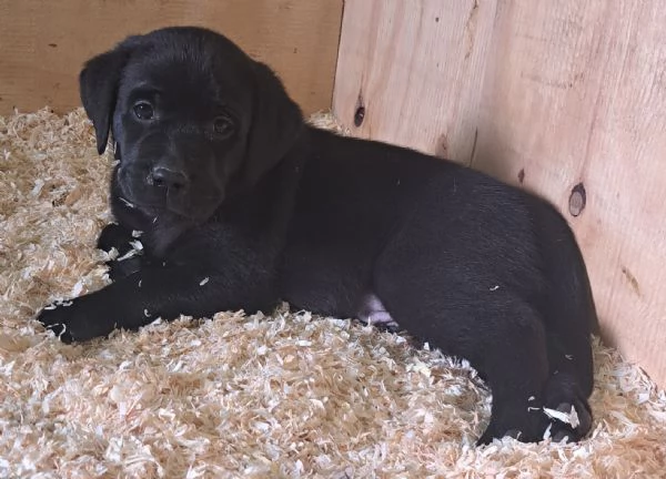 Cuccioli di labrador retriever con pedigree | Foto 2