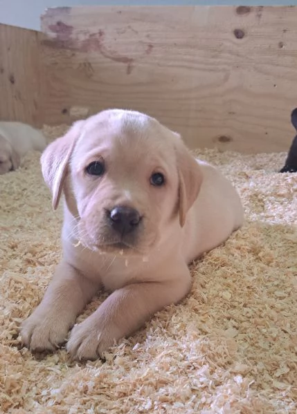 Cuccioli di labrador retriever con pedigree | Foto 1