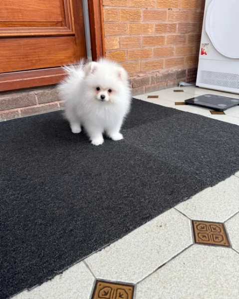 regalo per adozione pomerania cuccioli | Foto 1