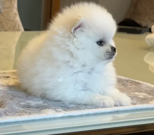 regalo per adozione pomerania cuccioli | Foto 4