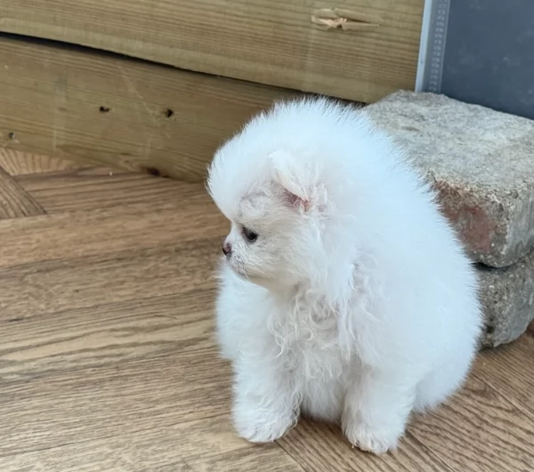 regalo per adozione pomerania cuccioli | Foto 3