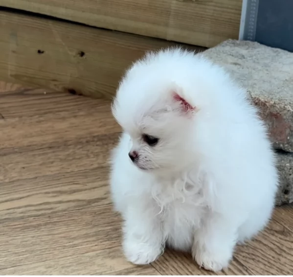 regalo per adozione pomerania cuccioli | Foto 2