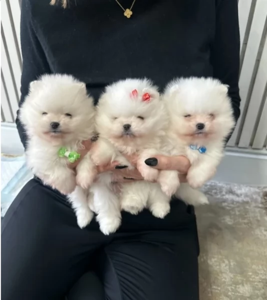 regalo per adozione pomerania cuccioli | Foto 3