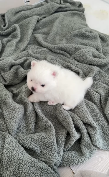 regalo per adozione pomerania cuccioli | Foto 0