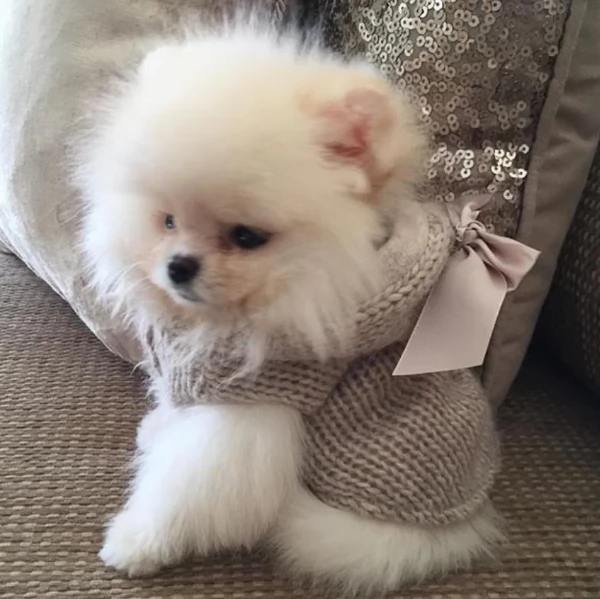 regalo per adozione pomerania cuccioli | Foto 0