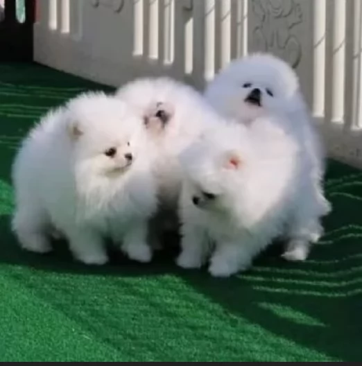 regalo per adozione pomerania cuccioli | Foto 0