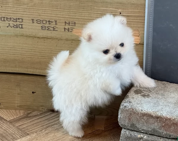 regalo per adozione pomerania cuccioli | Foto 6