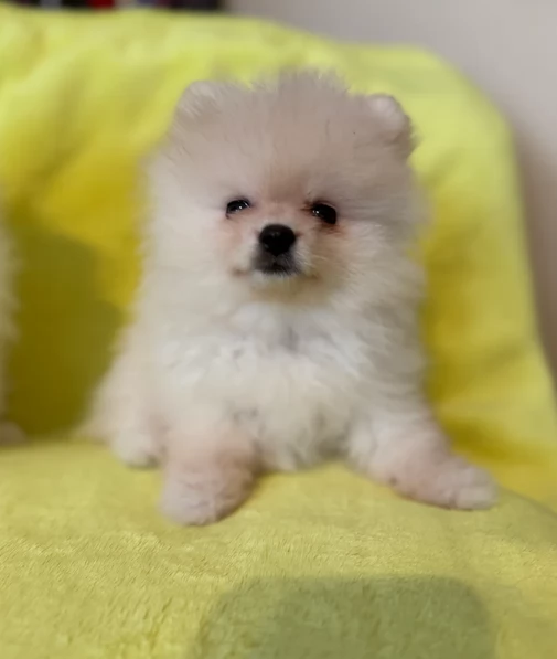 regalo per adozione pomerania cuccioli | Foto 0