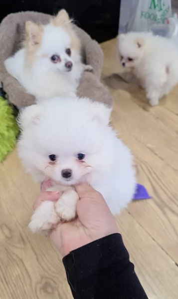 regalo per adozione pomerania cuccioli | Foto 4