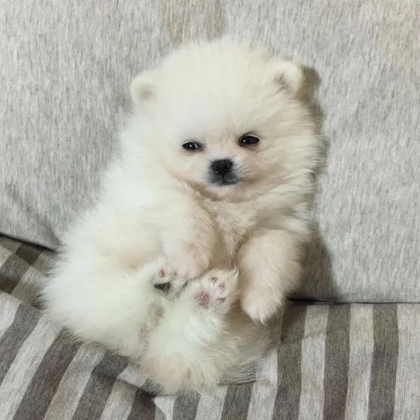 regalo per adozione pomerania cuccioli | Foto 2