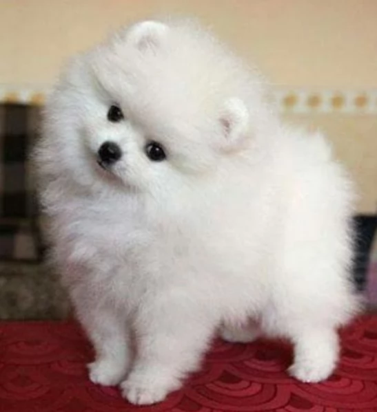 regalo per adozione pomerania cuccioli | Foto 1