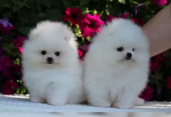 regalo per adozione pomerania cuccioli