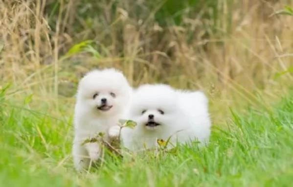 regalo per adozione pomerania cuccioli | Foto 3