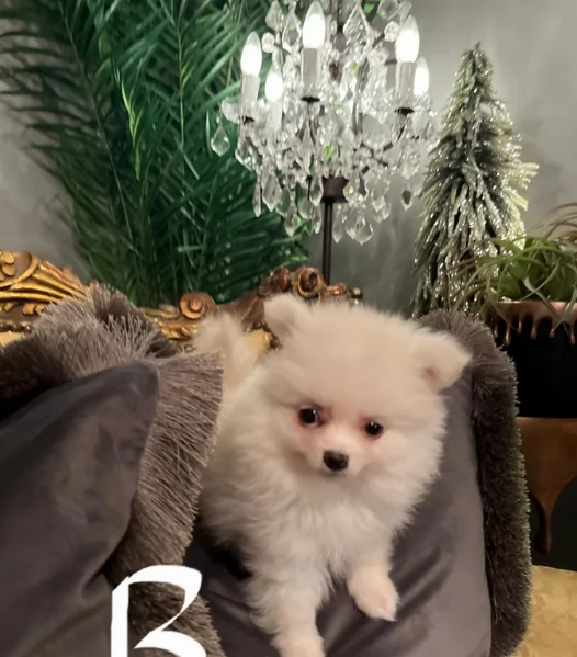 regalo per adozione pomerania cuccioli