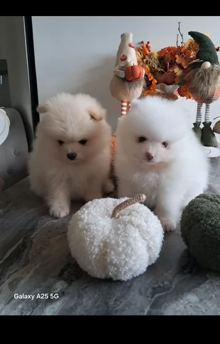regalo per adozione pomerania cuccioli | Foto 5