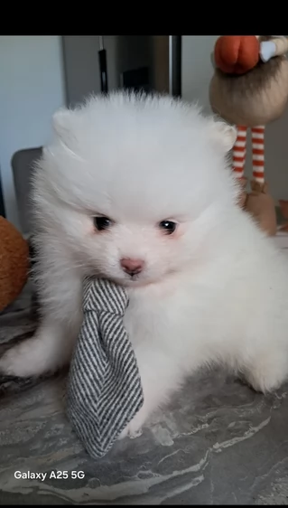 regalo per adozione pomerania cuccioli | Foto 3