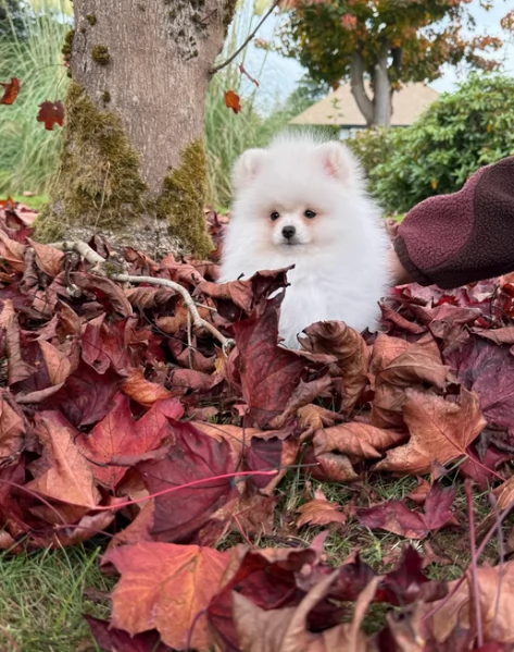 regalo per adozione pomerania cuccioli