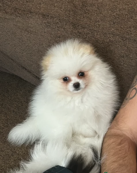 regalo per adozione pomerania cuccioli
