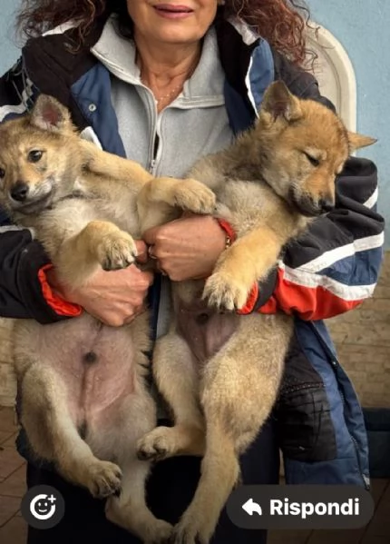 Cucciolo lupo cecoslovacco  | Foto 1