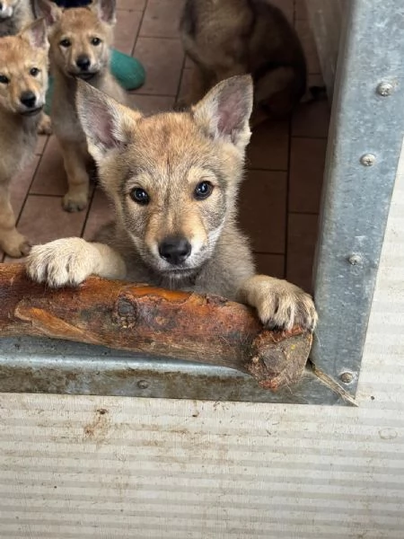 Cucciolo lupo cecoslovacco  | Foto 0