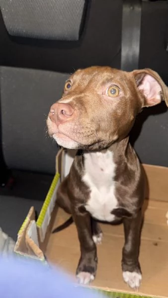 American Pitbull Terrier “Red Nose” – cucciolo 4 mesi