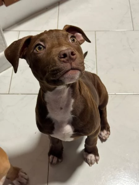 American Pitbull Terrier “Red Nose” – cucciolo 4 mesi | Foto 0