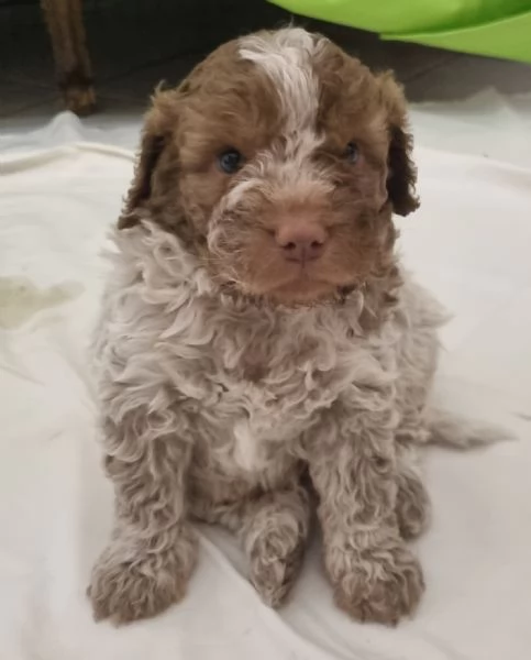 Lagotto Romagnolo  | Foto 2