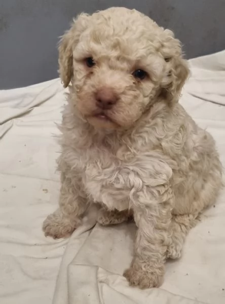 Lagotto Romagnolo  | Foto 1