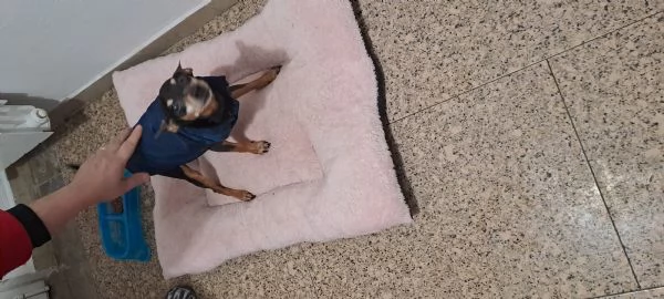 Pinscher medio regalo o adozione