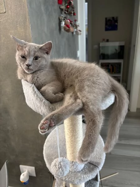 British Shorthair | Foto 4