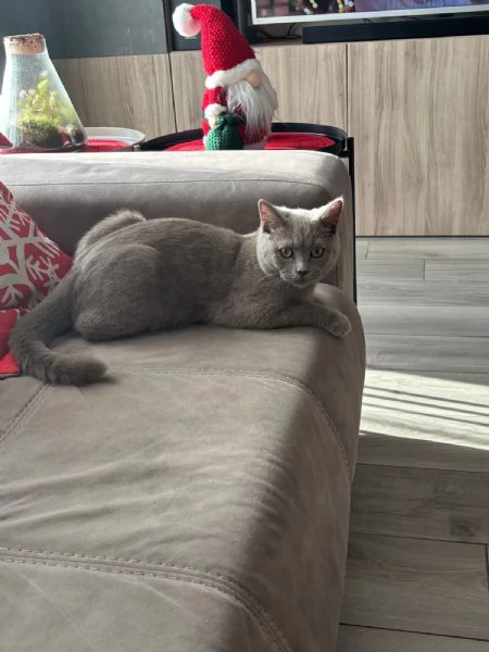 British Shorthair | Foto 2