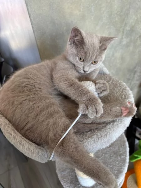 British Shorthair | Foto 1