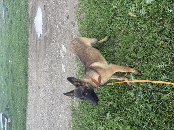 Pastore belga malinois