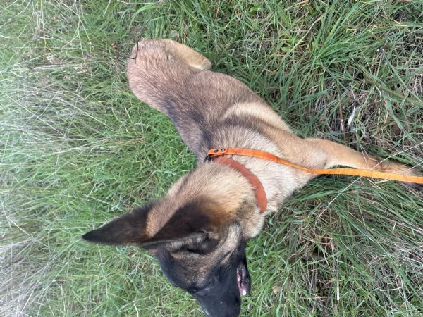 Pastore belga malinois | Foto 0