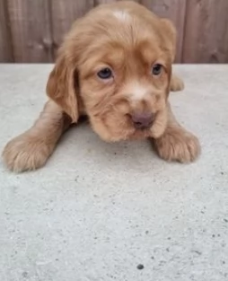 Eccezionali cuccioli cocker spaniel | Foto 0