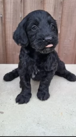 Eccezionali cuccioli cocker spaniel